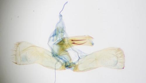 Selania leplastriana